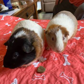 Rescue Guinea Pig Guinea Pigs for Adoption in Hanson, Massachusetts - Brother Piggies :) (no Adoption Fee) | PetCurious